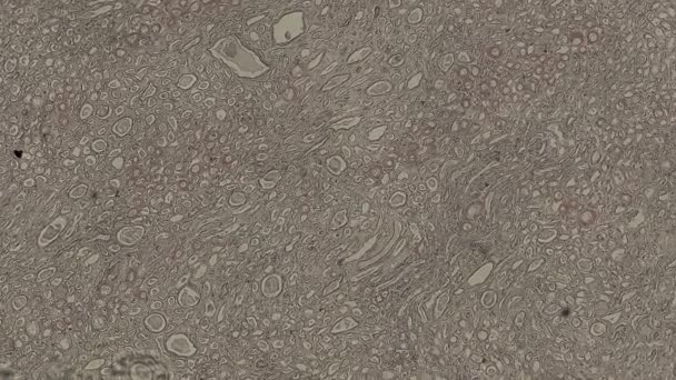 Emberi Test Sejtek Alatt Tudományos Mikroszkóp Animáció — Stock videók
