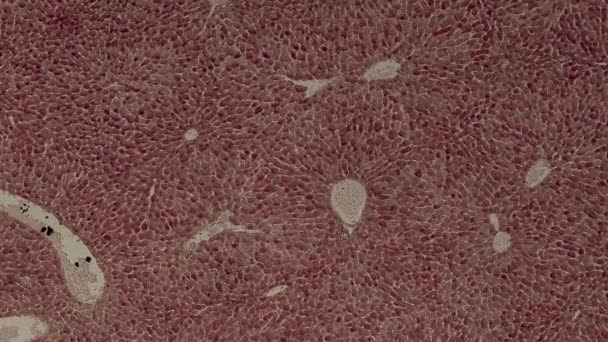 Nsan Vücut Hücreleri Lenfatik Düğüm — Stok video