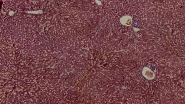 Ανθρώπινα Κύτταρα Κάτω Από Ένα Επιστημονικό Μικροσκόπιο Animation — Αρχείο Βίντεο
