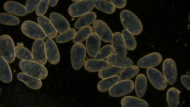 Einzelliger Mikroorganismus Paramecium Unter Dem Mikroskop — Stockvideo