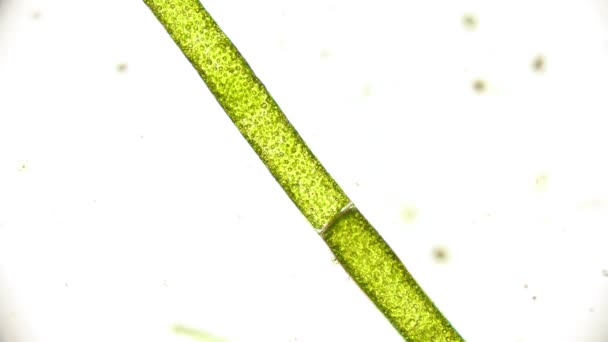 Movement Clorophyl Cloroplasts Algae Microscope — Stock Video