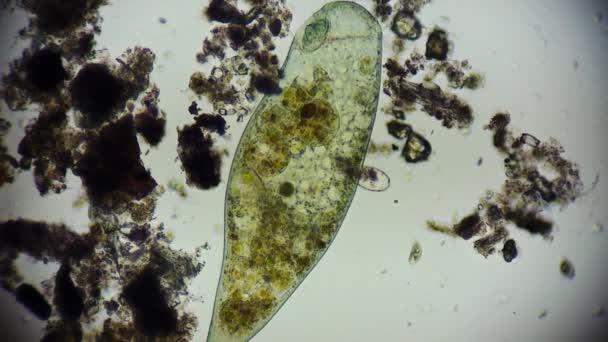 Widok Ruchomych Bakterii Materiał Mikroskopowy — Wideo stockowe