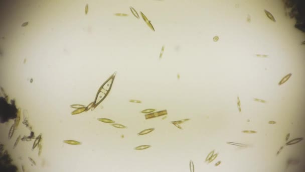 Одноклеточный Микроорганизм Микроскопом — стоковое видео