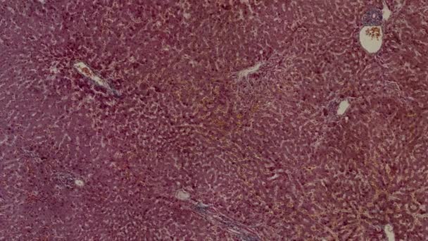 Hígado Células Del Cuerpo Humano Bajo Microscopio Científico Animación — Vídeo de stock