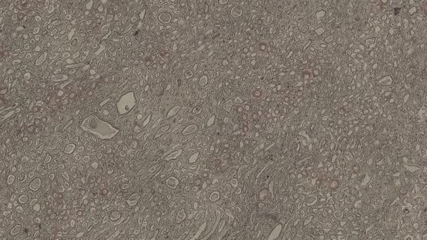 Mozgó Emberi Test Sejtek Mikroszkóp Felvételek — Stock videók