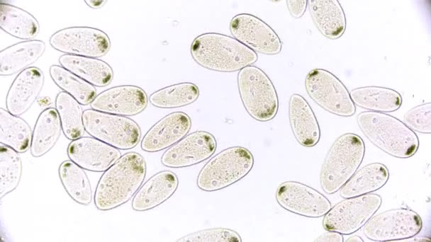 显微镜下的单细胞微生物 草履虫 — 图库视频影像