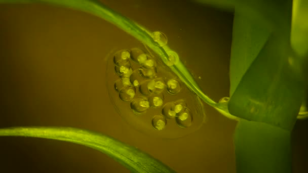 Microorganismo Unicelular Bajo Microscopio — Vídeos de Stock