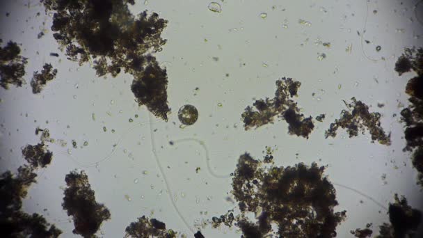 Mikroorganismus Pod Mikroskopem Mikrokosmos — Stock video