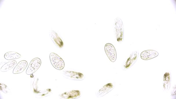 Egysejtű Mikroorganizmus Paramecium Mikroszkóp Alatt — Stock videók