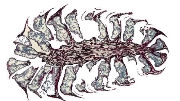 Τομή Διατομής Κώνου Αρσενικού Πεύκου Στο Μικροσκόπιο — Αρχείο Βίντεο