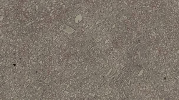 Poruszające Się Komórki Ludzkiego Ciała Materiał Mikroskopowy — Wideo stockowe