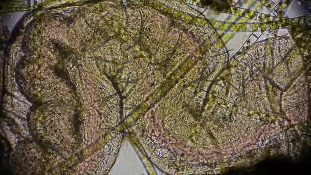 移动中的细菌的视图 显微镜镜头 — 图库视频影像