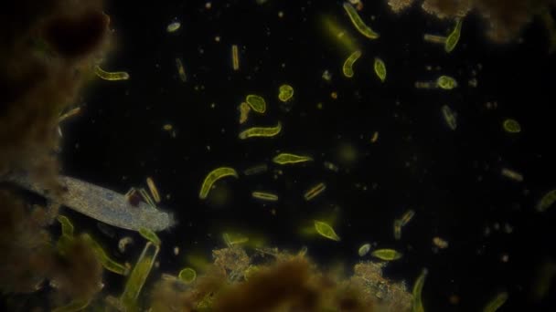 移动中的细菌的视图 显微镜镜头 — 图库视频影像