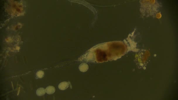 Μικροοργανισμός Κάτω Από Βίντεο Κλιπ Μικροσκόπιο — Αρχείο Βίντεο