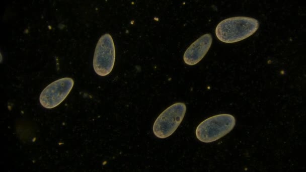 Egysejtű Mikroorganizmus Paramecium Mikroszkóp Alatt — Stock videók