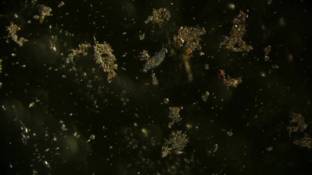 Vue Des Bactéries Mouvement Images Microscope — Video