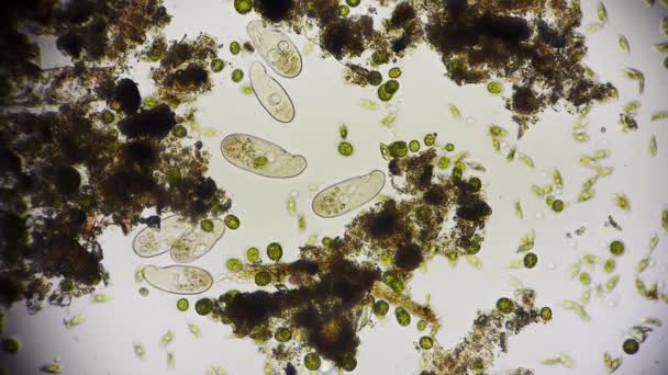 Pohled Pohybující Bakterie Mikroskopické Záběry — Stock video
