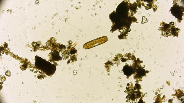 Вид Движущихся Бактерий Запись Микроскопа — стоковое видео