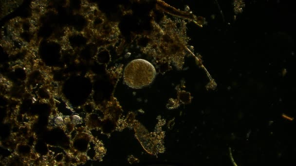 Kilátás Mozgó Baktériumok Mikroszkóp Felvételek — Stock videók