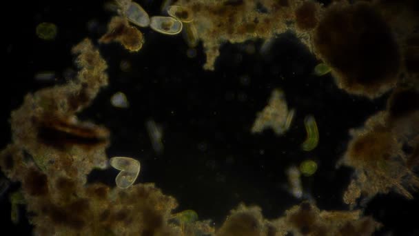 移动中的细菌的视图 显微镜镜头 — 图库视频影像