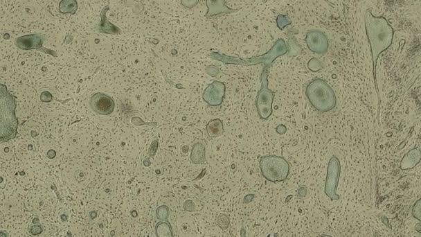 Κίνηση Ανθρώπινων Κυττάρων Του Σώματος Μικροσκόπιο Πλάνα — Αρχείο Βίντεο
