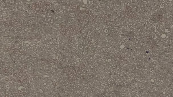 Κίνηση Ανθρώπινων Κυττάρων Του Σώματος Μικροσκόπιο Πλάνα — Αρχείο Βίντεο