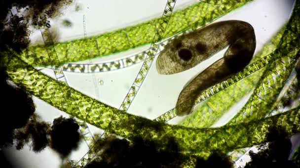 Ganggang Dan Mikroorganisme Bawah Mikroskop — Stok Video