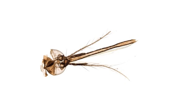 Κοπή Διατομής Κουνουπιού Στο Μικροσκόπιο — Αρχείο Βίντεο