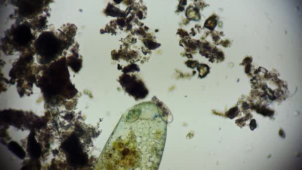 Eencellig Micro Organisme Onder Microscoop — Stockvideo