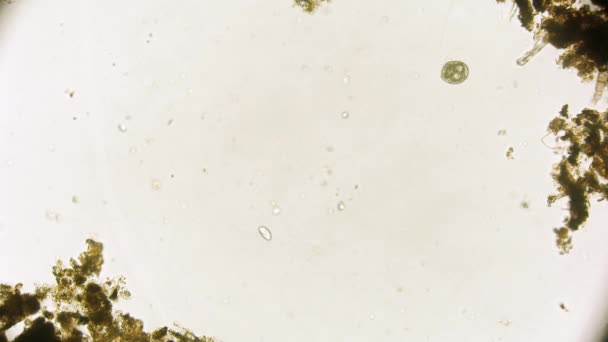 Pohled Pohybující Bakterie Mikroskopické Záběry — Stock video