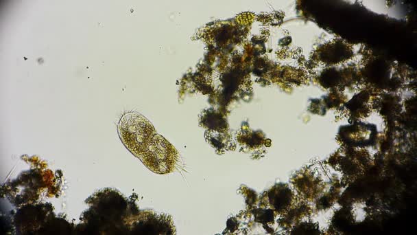 Microrganismo Unicellulare Microscopio — Video Stock