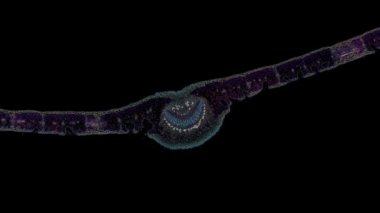 Koyu arkaplanda hücre ögesi hareket ediyor