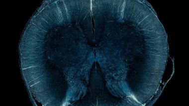 Koyu arkaplanda hücre ögesi hareket ediyor