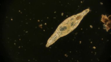 Hareket eden bakteri görüntüsü, mikroskop görüntüleri