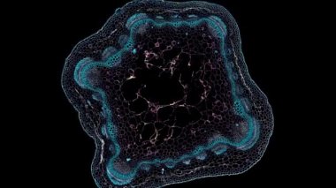 Koyu arkaplanda hücre ögesi hareket ediyor