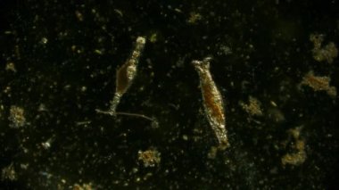 Hareket eden bakteri görüntüsü, mikroskop görüntüleri