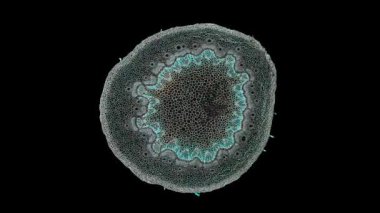 Koyu arkaplanda hücre ögesi hareket ediyor