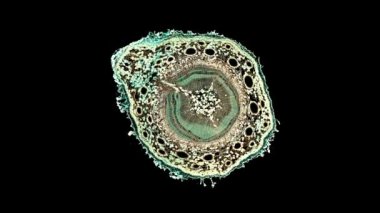 Koyu arkaplanda hücre ögesi hareket ediyor