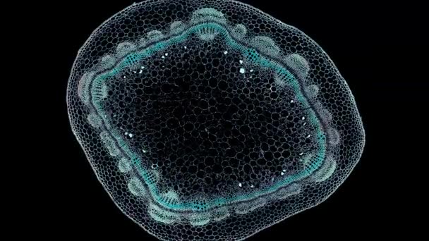 Haste Amendoim Seção Transversal Cortada Sob Visão Microscópica Microscópica Células — Vídeo de Stock