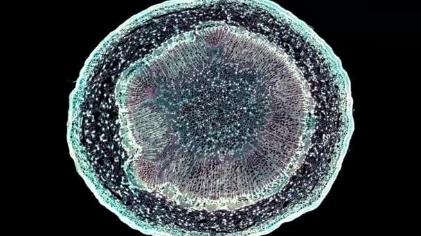 Caule Pêra Corte Transversal Sob Visão Microscópica Microscópica Células Vegetais — Vídeo de Stock