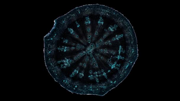 Ρίζα Ραπανάκι Εγκάρσια Τομή Κομμένη Κάτω Από Μικροσκόπιο Μικροσκοπική Άποψη — Αρχείο Βίντεο