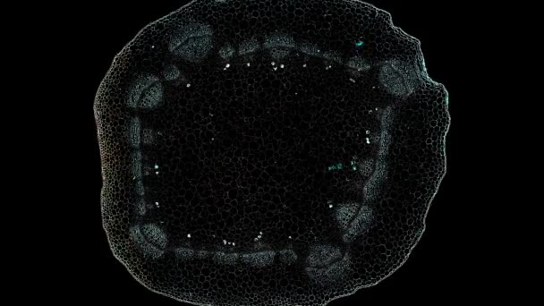 Арахисовый Стебель Разрез Поперечного Сечения Микроскопом Микроскопический Обзор Клеток Растений — стоковое видео