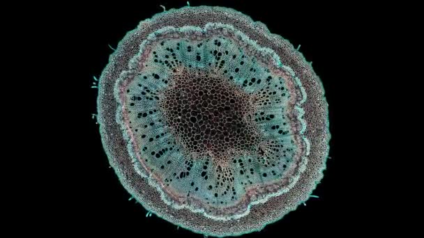 Ежегодный Стебель Эвкалипта Разрез Поперечного Сечения Микроскопом Микроскопический Обзор Клеток — стоковое видео