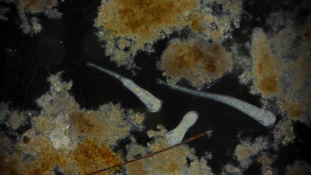 Άποψη Των Κινούμενων Βακτηρίων Μικροσκόπιο Πλάνα — Αρχείο Βίντεο