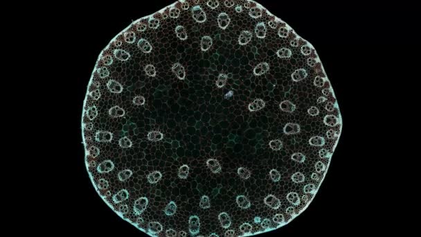 Monocotyledon Stam Doorsnede Gesneden Onder Microscoop Microscopische Weergave Van Plantencellen — Stockvideo