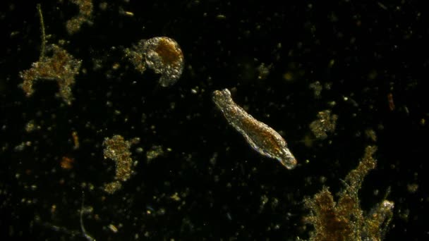 ルティファー プロトゾア 顕微鏡のユニセル生物の下の池水中の微生物のオフ軸照明 — ストック動画