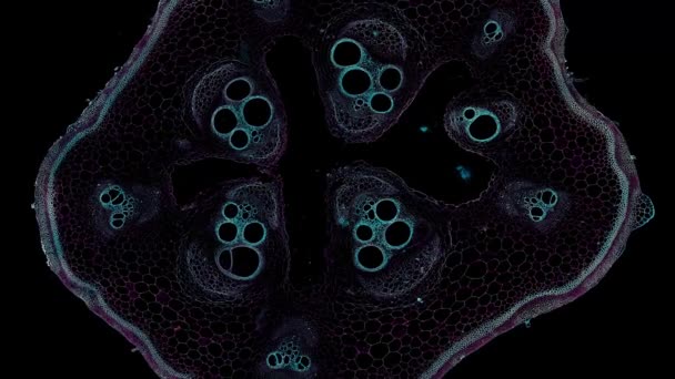 暗い背景で細胞要素を移動させ — ストック動画