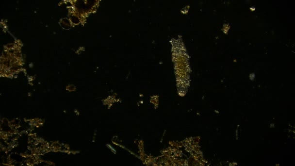 Kilátás Mozgó Baktériumok Mikroszkóp Felvételek — Stock videók