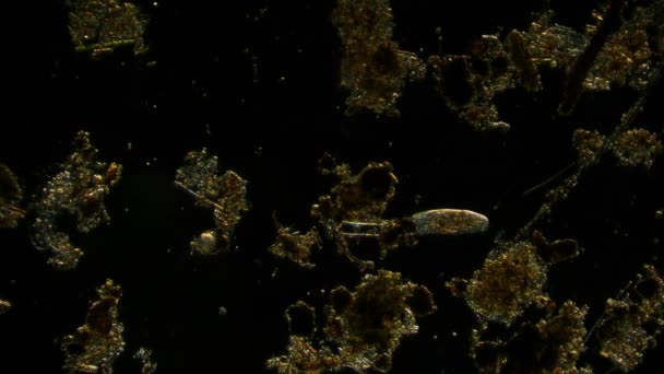 Άποψη Των Κινούμενων Βακτηρίων Μικροσκόπιο Πλάνα — Αρχείο Βίντεο
