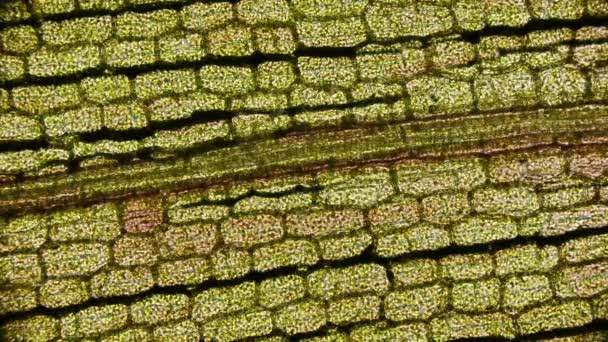 Movimento Cloroplastos Com Clorofila Uma Folha Elodea Sob Microscópio — Vídeo de Stock